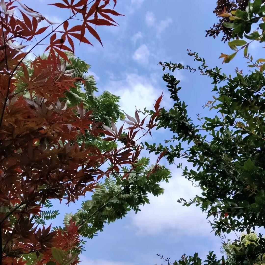 五月的风，最是懂人心。

褪去了春寒料峭，也未到盛夏滚烫，它像一双温柔的手，轻轻