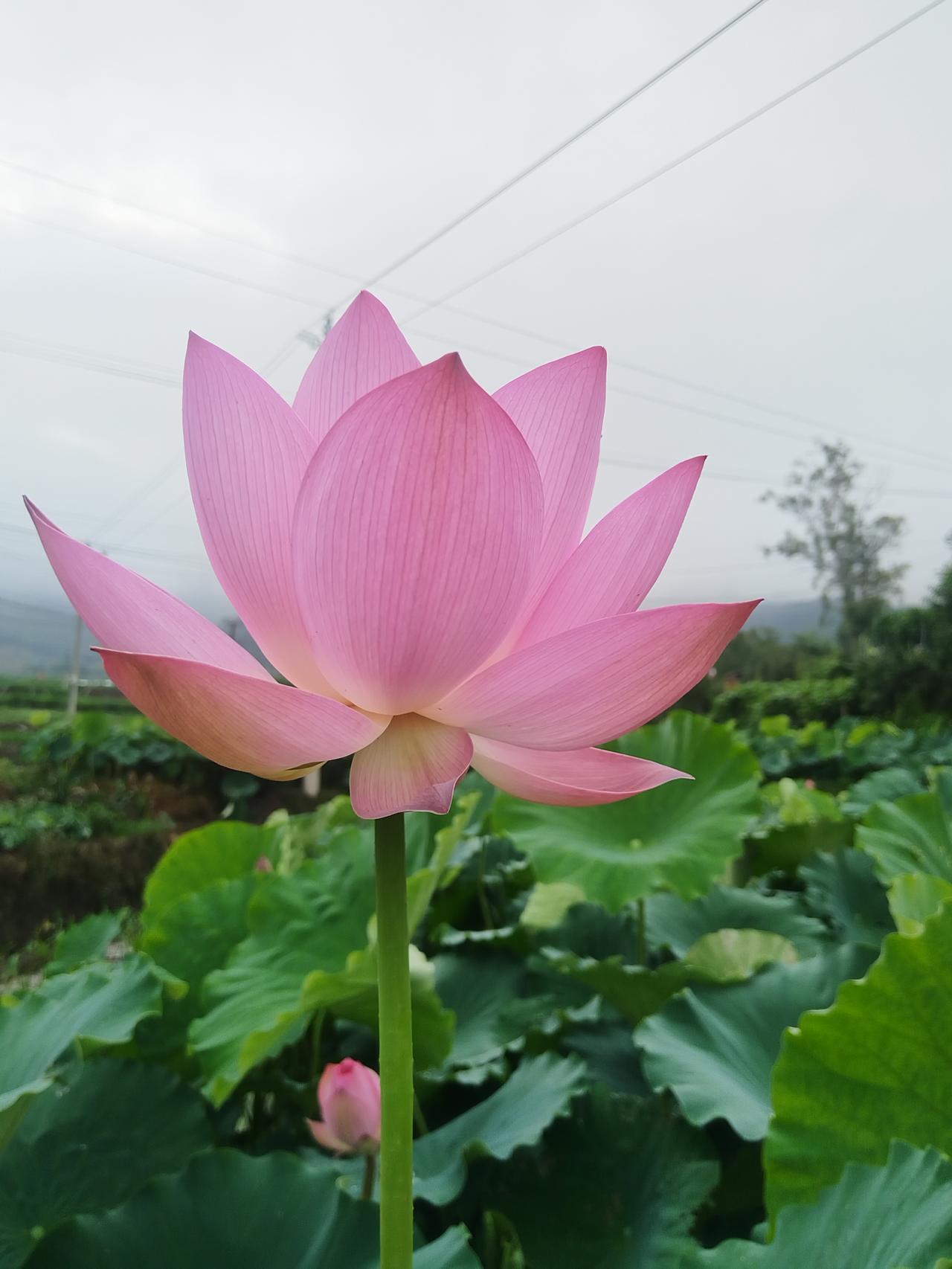早晨的荷花太美了