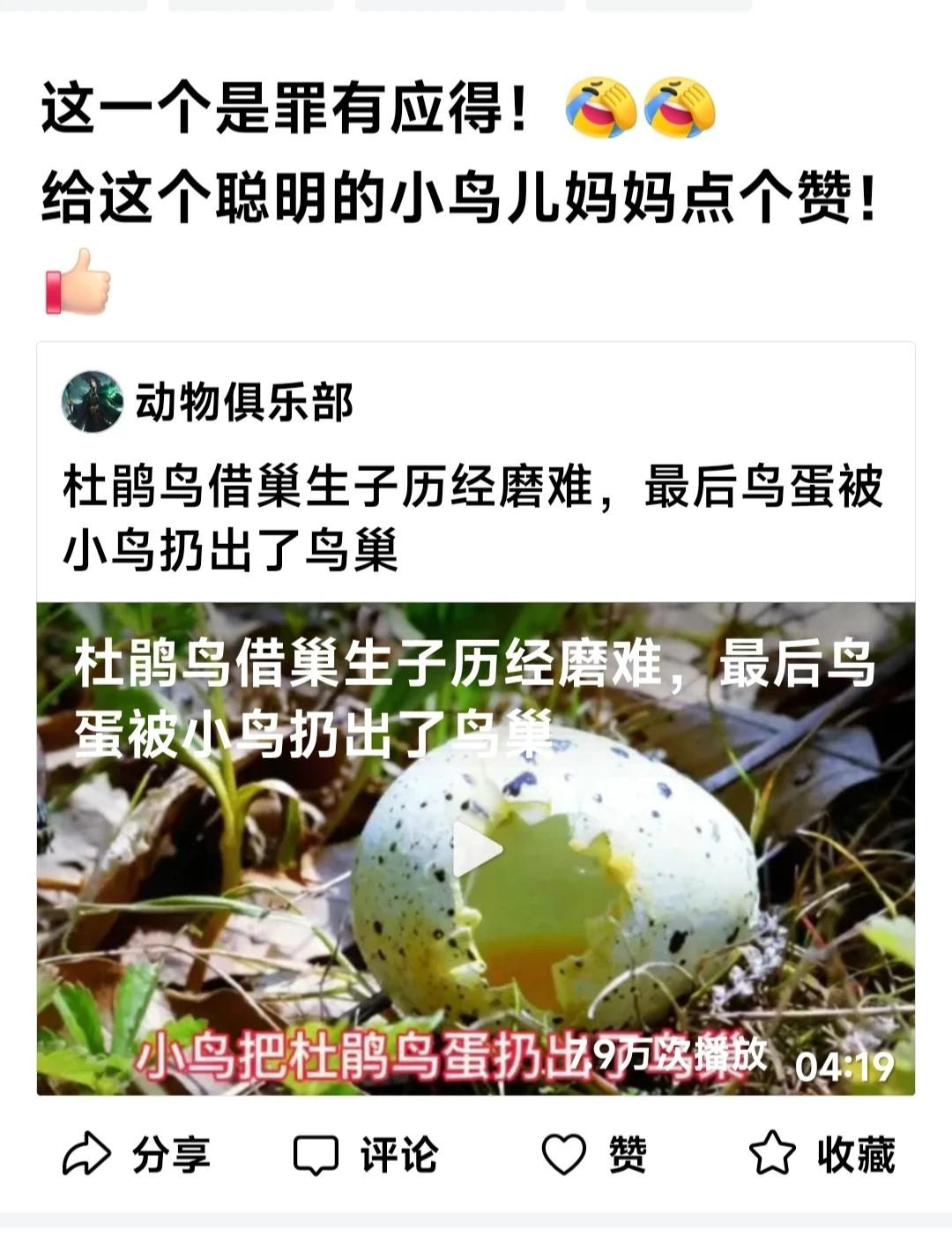 鸟妈妈也有灵性——
最近在我发过杜鹃鸟儿幼崽杀义鸟妈妈亲儿女幼雏的组照帖子后，这