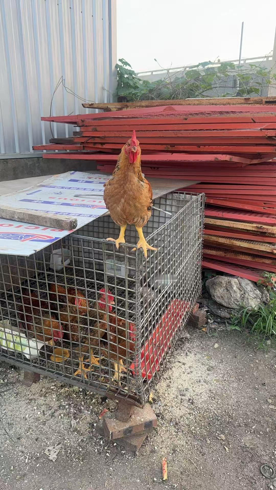 这哥们在里面憋不住了，
跳出来看看外面的世界 
放声歌唱我是最帅最帅，
没引来异