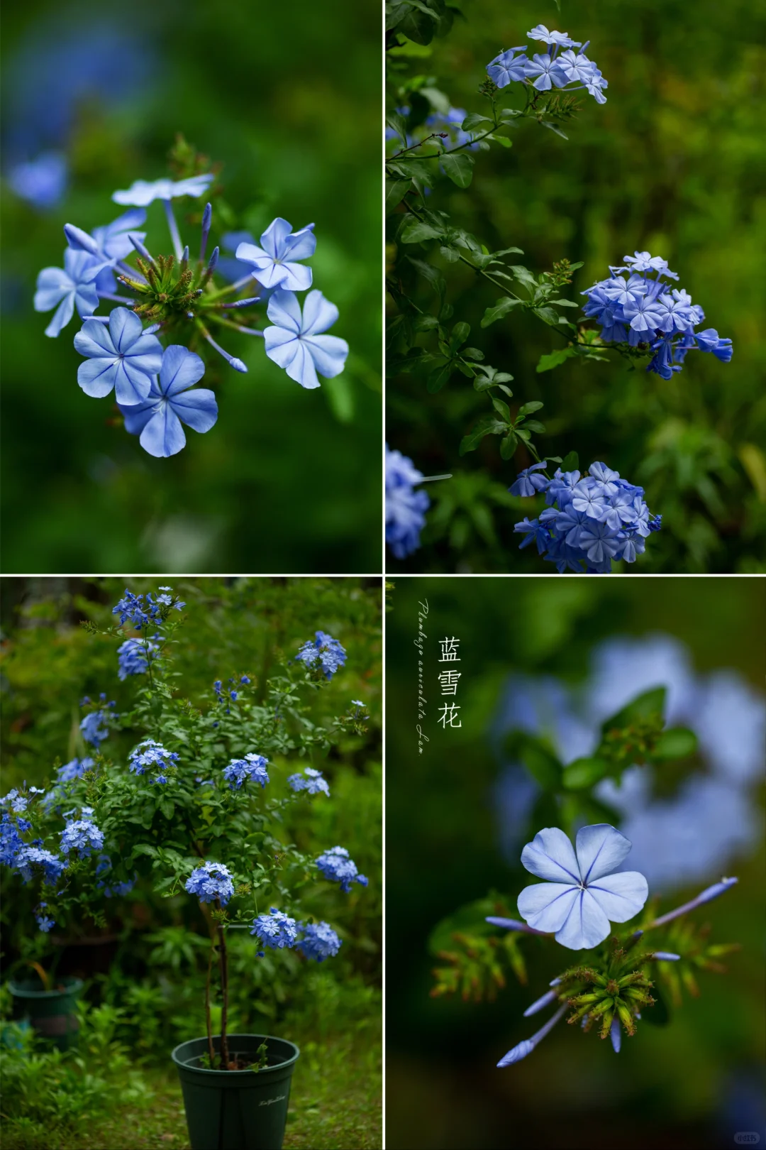 有一种蓝，叫“蓝雪花”。