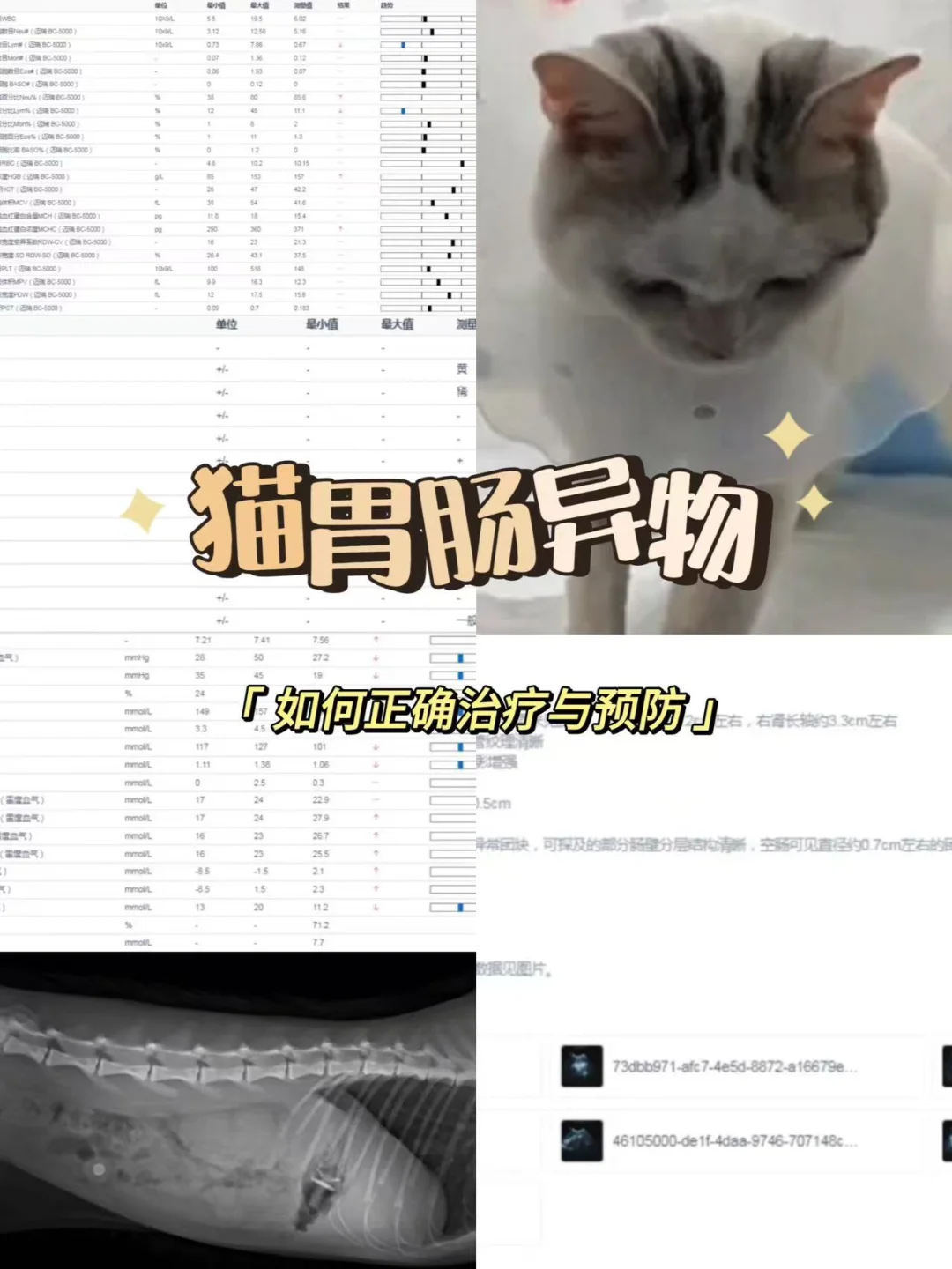 猫咪连续呕吐不吃饭，除了疾病外还有可能是这个原因！ 	 呕吐三天，最开...