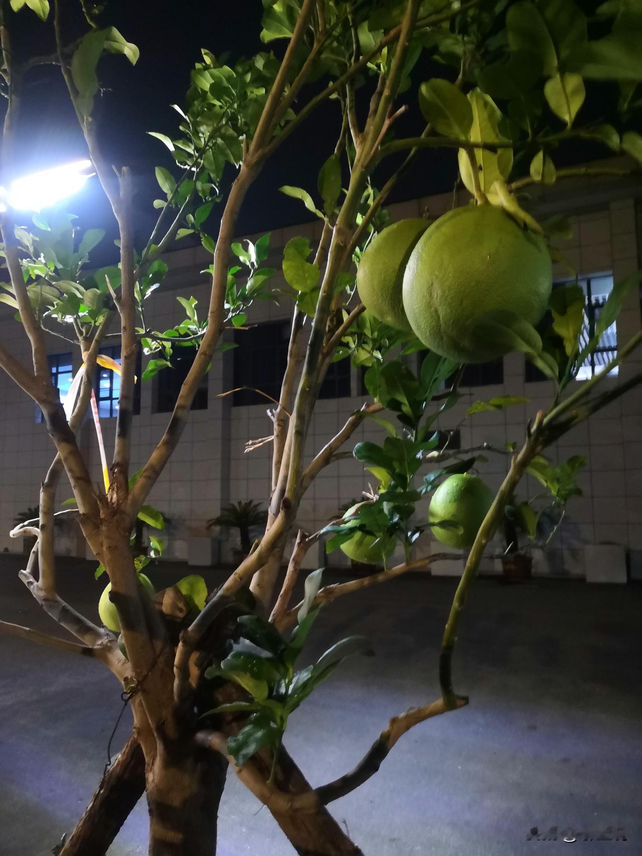 我今天说句实话。
未来十年，农民收入大概率会涨。
但真正能过上安稳好日子的，只是