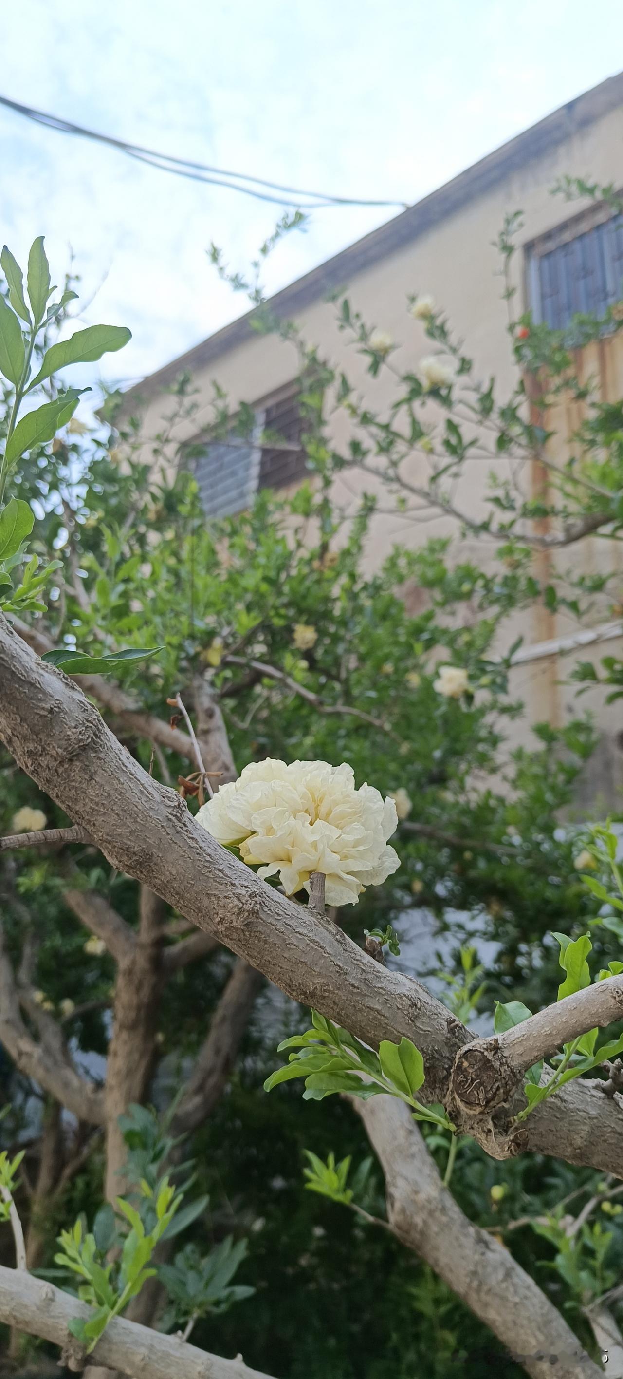 第一次看见白色的石榴花，没想到的是白色石榴花竟然开的那么漂亮。
5月份是石榴花盛