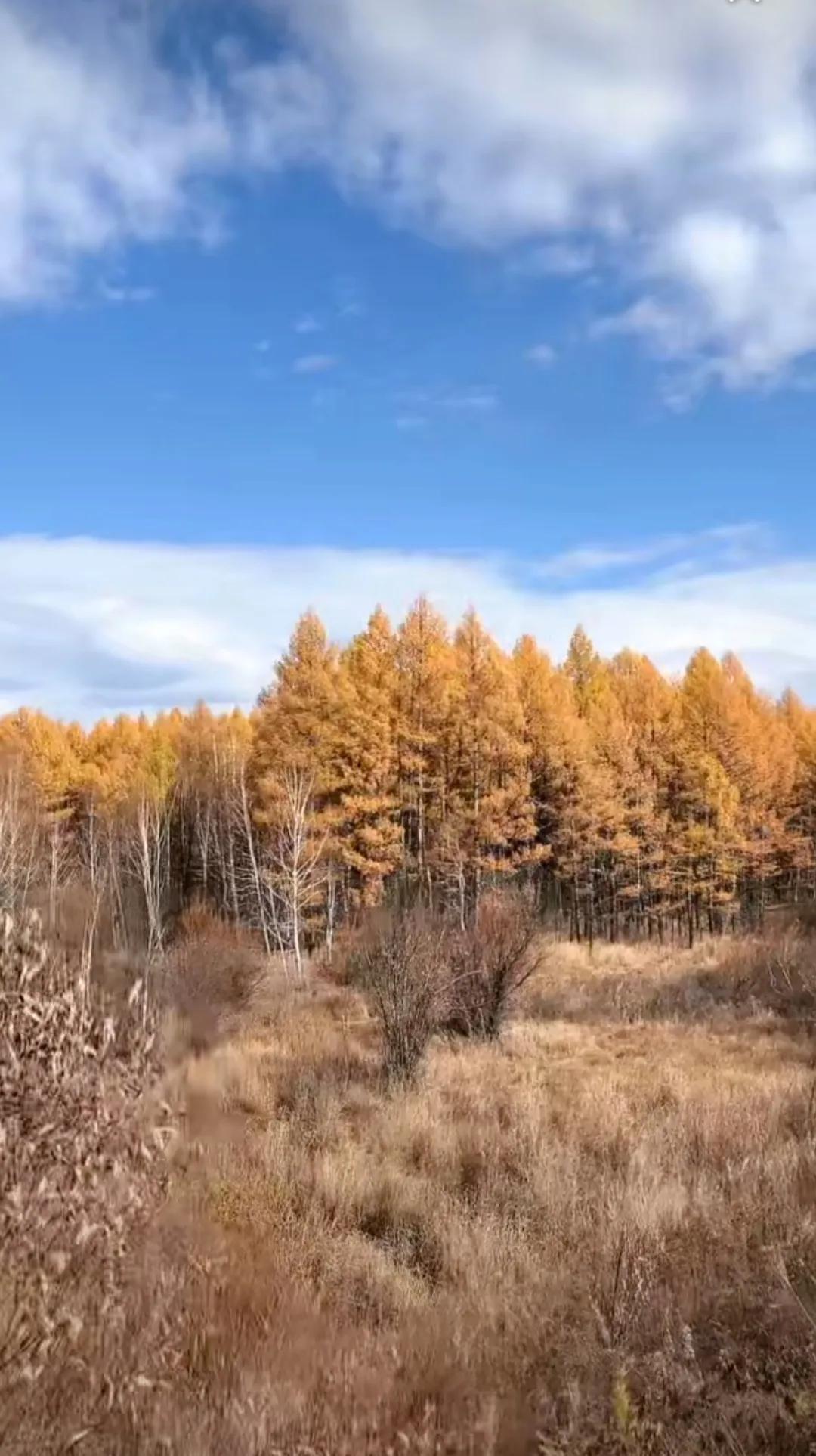 #秋日生活打卡季#九月的秋意，是一幅色彩斑斓的画卷，金黄的稻田、火红的枫叶、湛蓝
