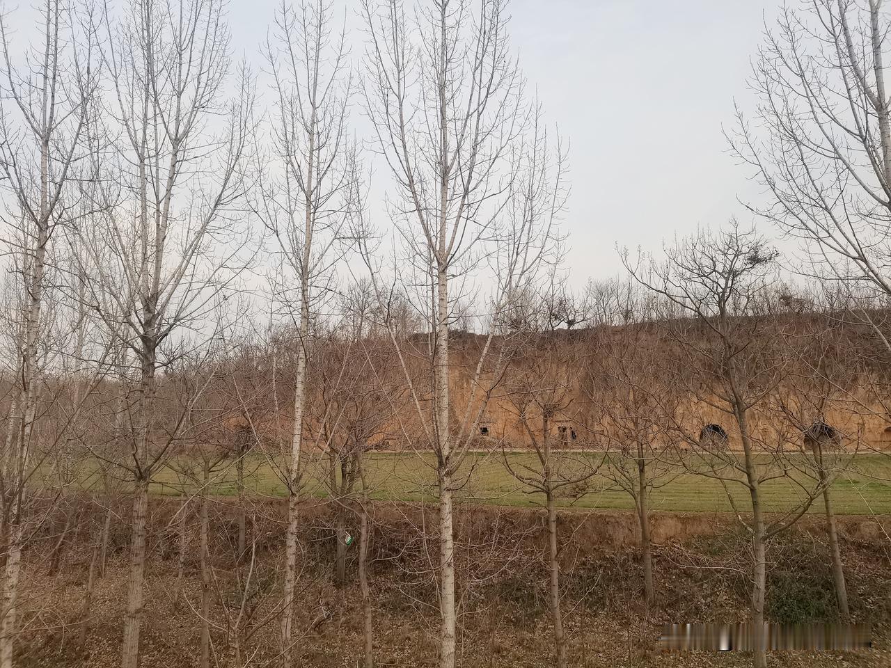 走在郊野的路上，冬日的风裹着凉意扑面而来。道旁的白杨树落尽了叶，瘦削的枝桠交错着