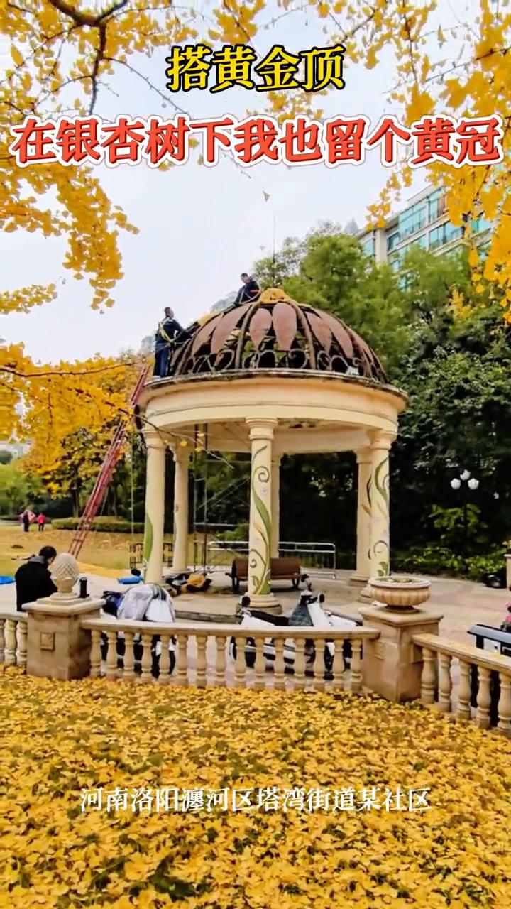 搭黄金顶，在银杏树下我也留个黄冠。
河南洛阳瀍河区塔湾街道某社区。