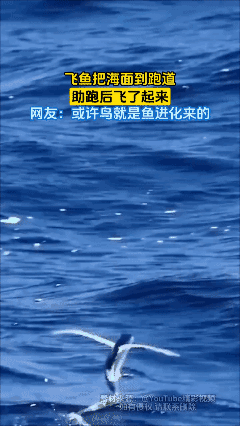 庄子曰过：北冥有鱼，其名为鲲。化而为鸟，其名为鹏[泣不成声]