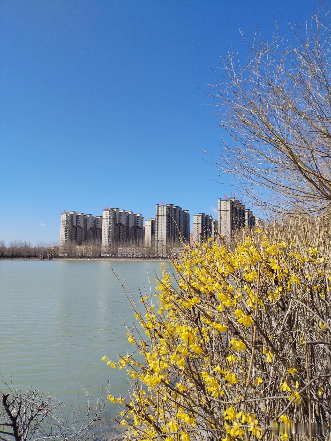 连翘花赞
连翘花开护河床，
波纹潋滟陷迷茫。
红尘何止一条路，
请续句……
（睥