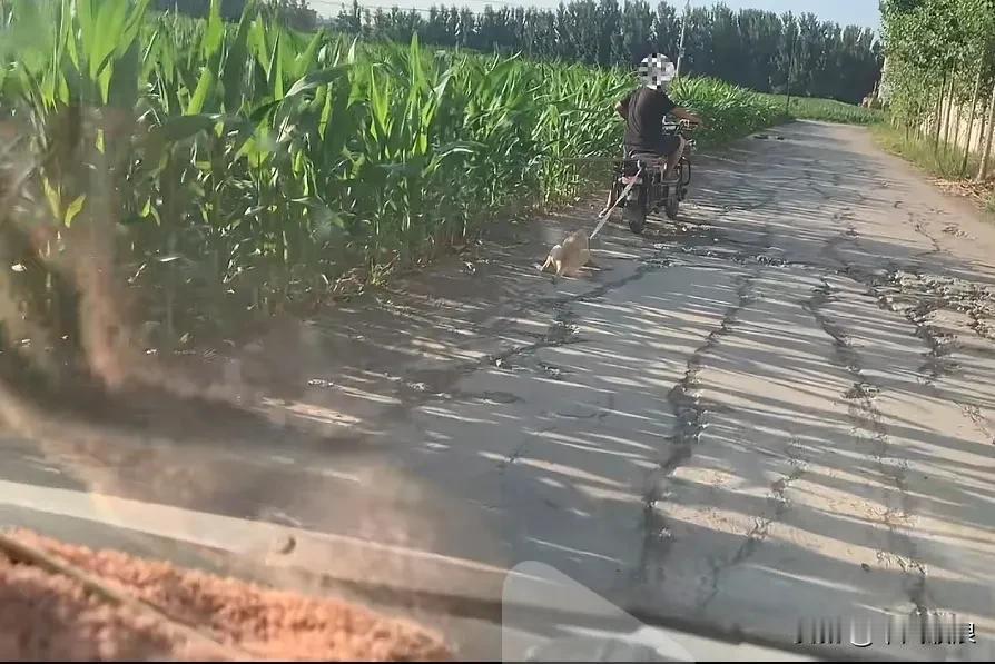 高温天气大叔摩托车后拉着一只拉布拉多犬，后面小哥开着一辆小车跟宗他跑了好长一段路