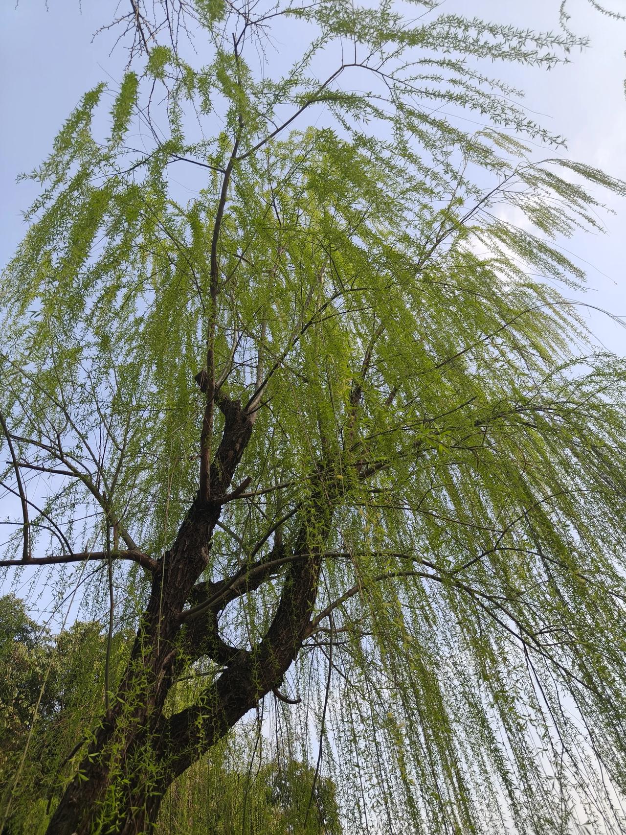 为期三周的大宁灵石公园花朝节，
已经来到了最后一周了，
里面除了赏花🌸拍照📸