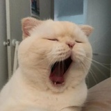 冬芽捧娱乐