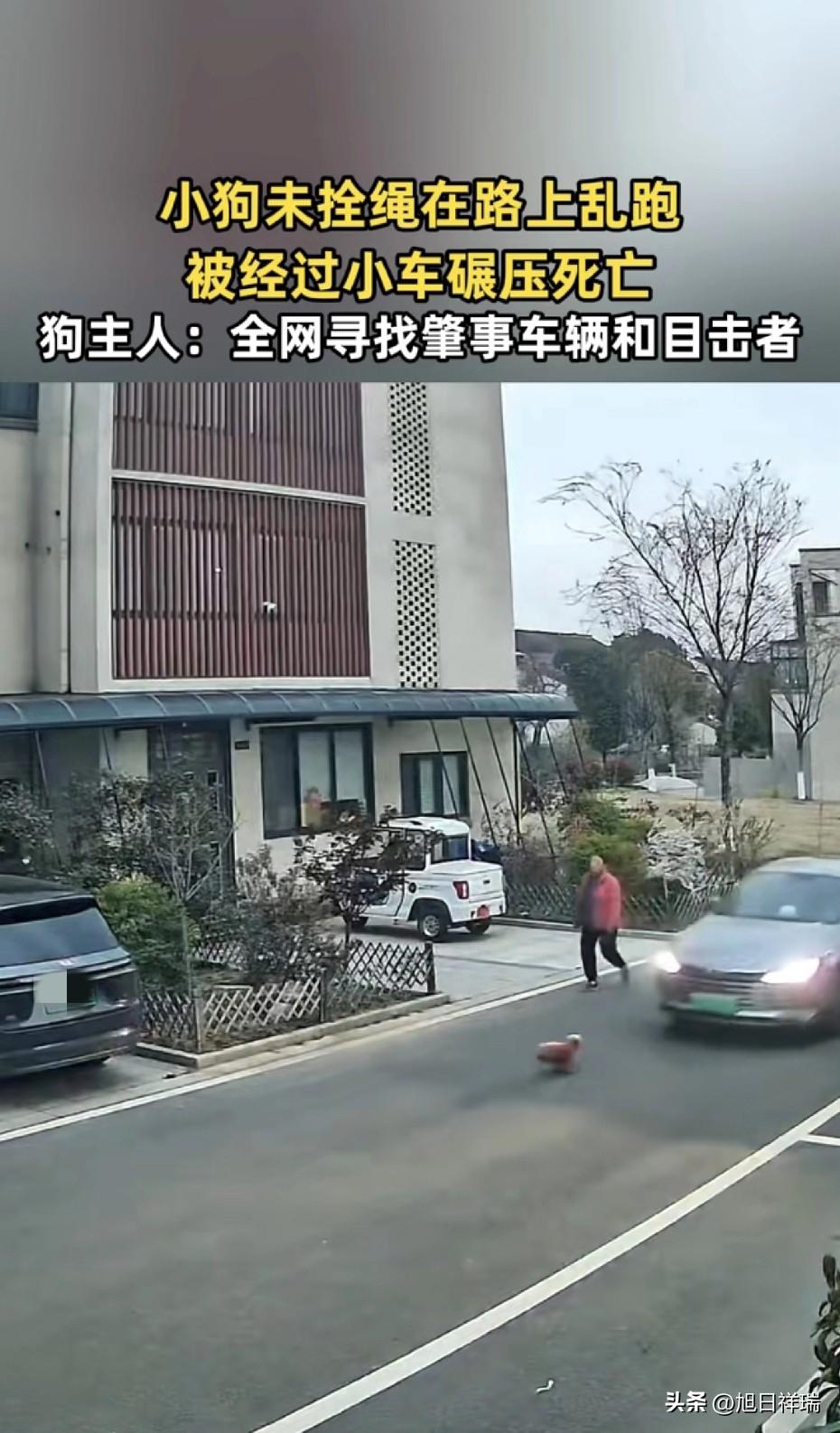 这是准备找到人帮车主修车吗？浙江的一条小路上，小狗未拴绳在路上乱跑，被经过小车碾