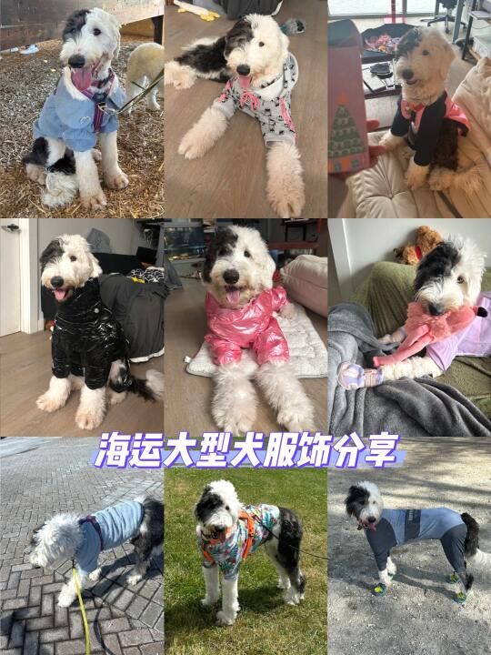 狗狗购物分享｜海运时装穿搭（大狗版）
