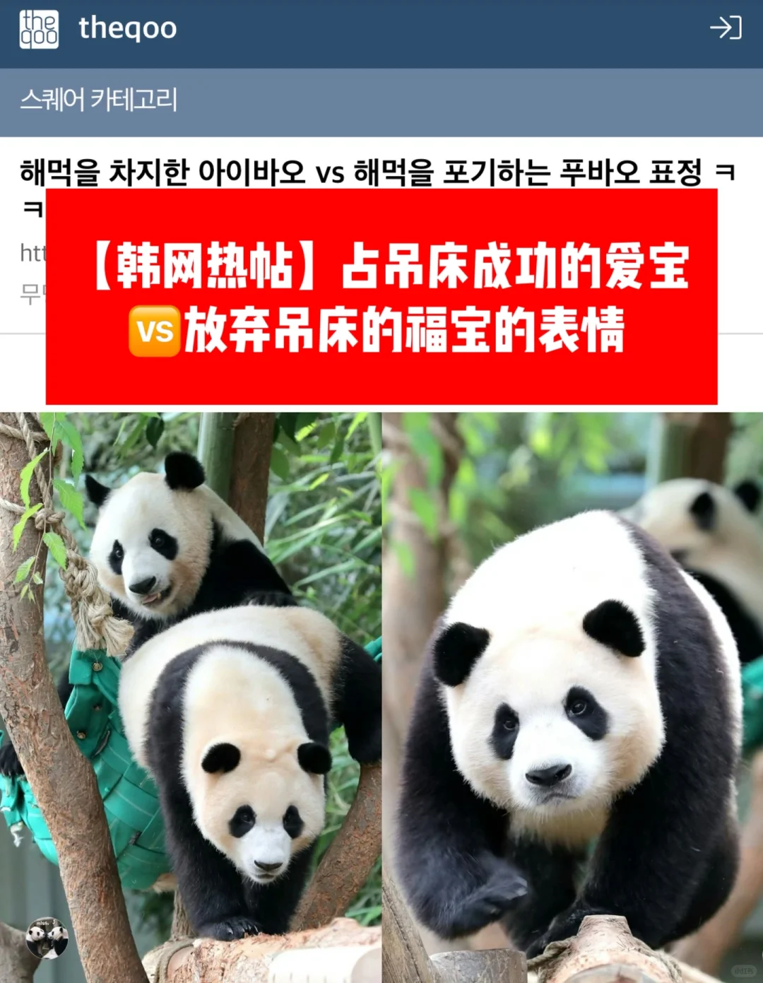 🔥 占吊床成功的爱宝VS放弃吊床的福宝表情
