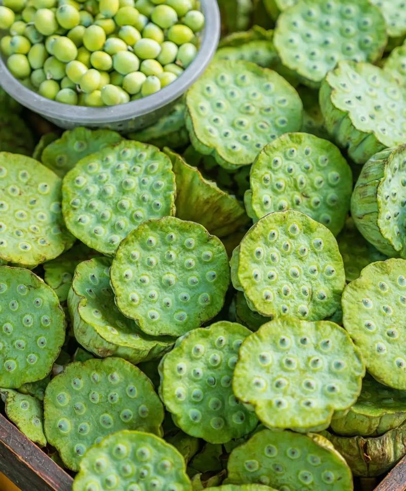 上联：莲子已成蓬长老
下联：荷鞭始为藕尚嫩