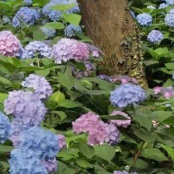 绣球花1. 栽培方式：腐叶土+泥炭土+松树皮+珍珠岩，疏松肥沃微酸性土；根系细密