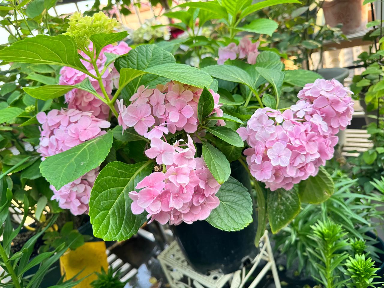 #网购花卉靠谱吗#其实很多网店购买花卉都是很靠谱的，尤其是直播间一物一拍的花卉，