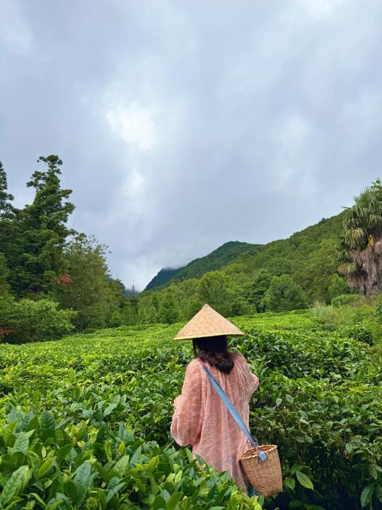 在大理｜当采茶女的一天🍃