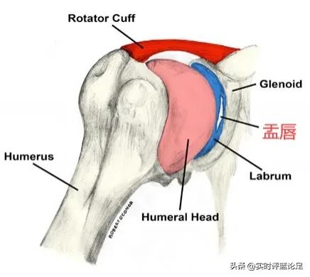 盂唇撕裂！赛季报销！灰熊官方：莫兰特盂唇撕裂将接受肩部手术，赛季报销！灰熊可以摆