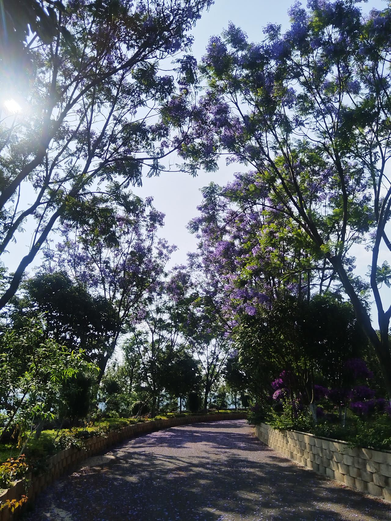 天眼的蓝花楹