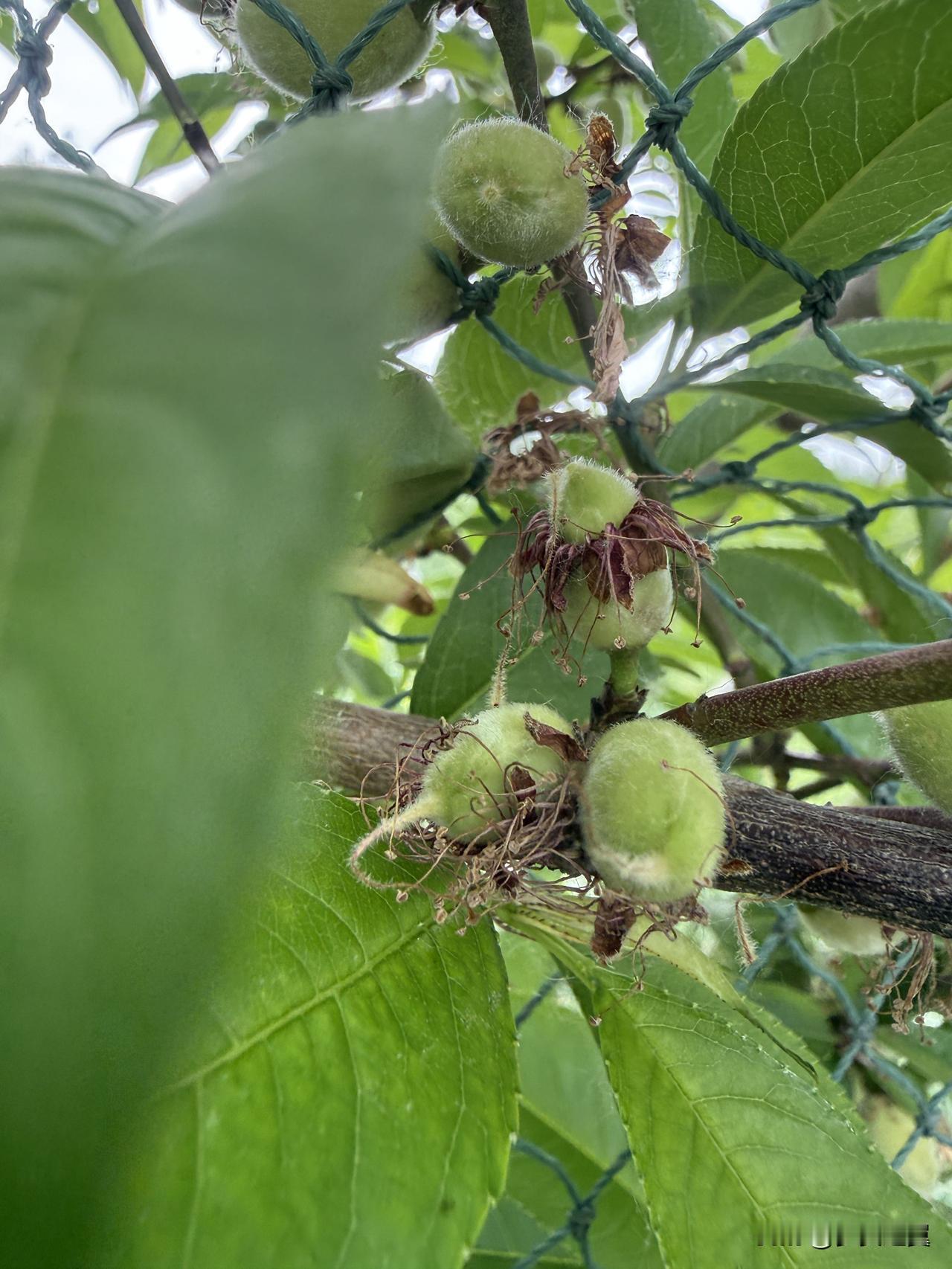 【小对联】
上：揭晓；
下：……？