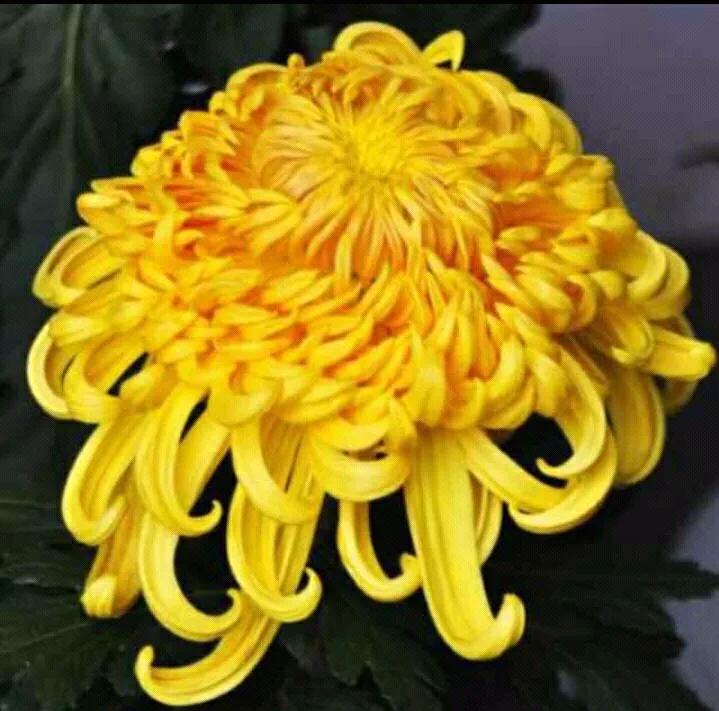 #分享你手机中的花花草草#
