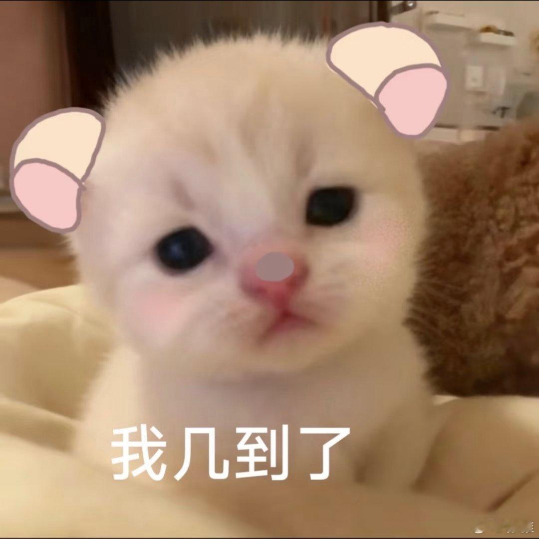 小猫表情包。 ​​​
