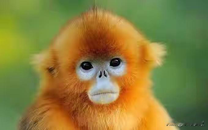 🐒生肖猴的爱情组合
 
猴+鼠：三合，志趣相投，相处欢喜
猴+牛：相害，观念差