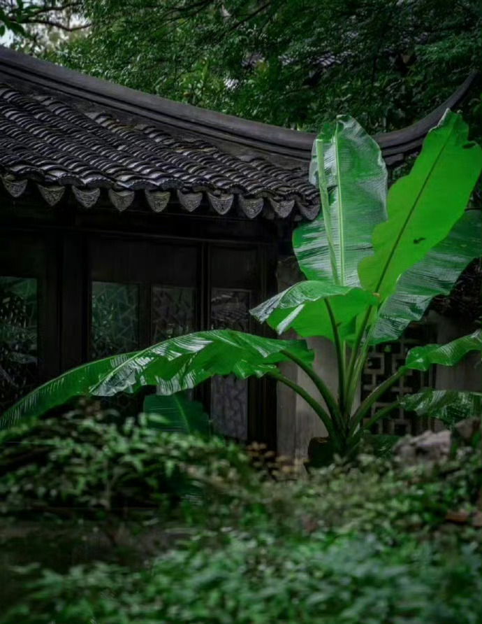 “  听窗前、芭蕉雨打 … ” 