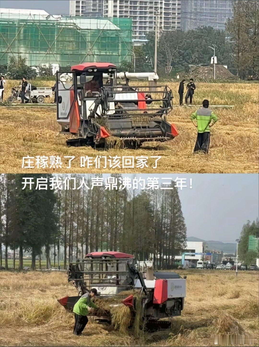 十个勤天[超话]   因为台风水稻需要抢收，即使节目没开拍，水稻需要收，粮食重要