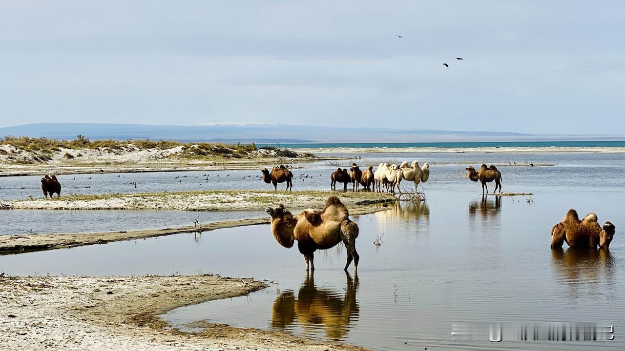下一个目的地是我国最大的内陆淡水湖、新疆第一大湖泊博斯腾湖，方才想起由北疆南下赶