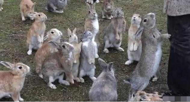 澳大利亚野兔成灾，有100多亿只，体重百斤却无人食用，当地人给出答案：不敢吃。