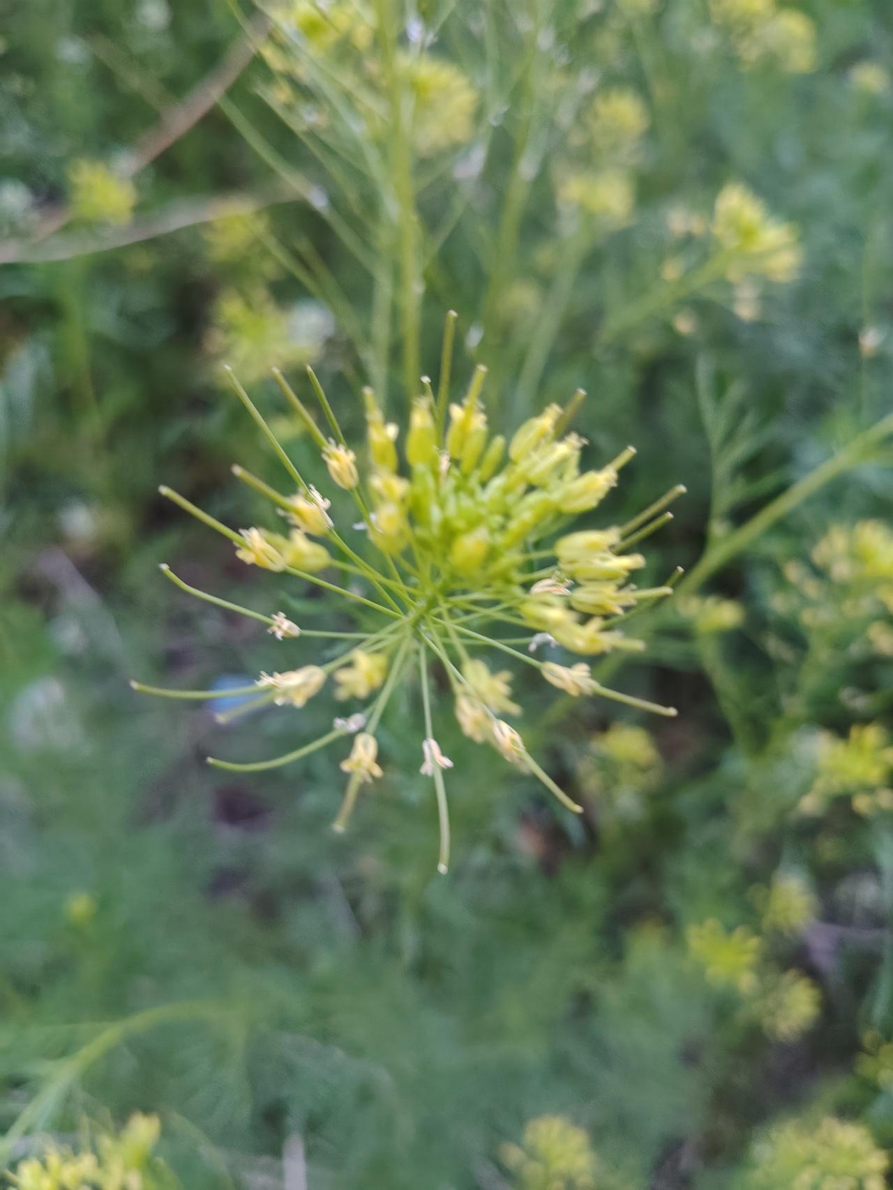 这株不起眼的小花看着特别有劲儿，细细的茎秆顶着一簇簇花苞，像举着无数小天线，在野