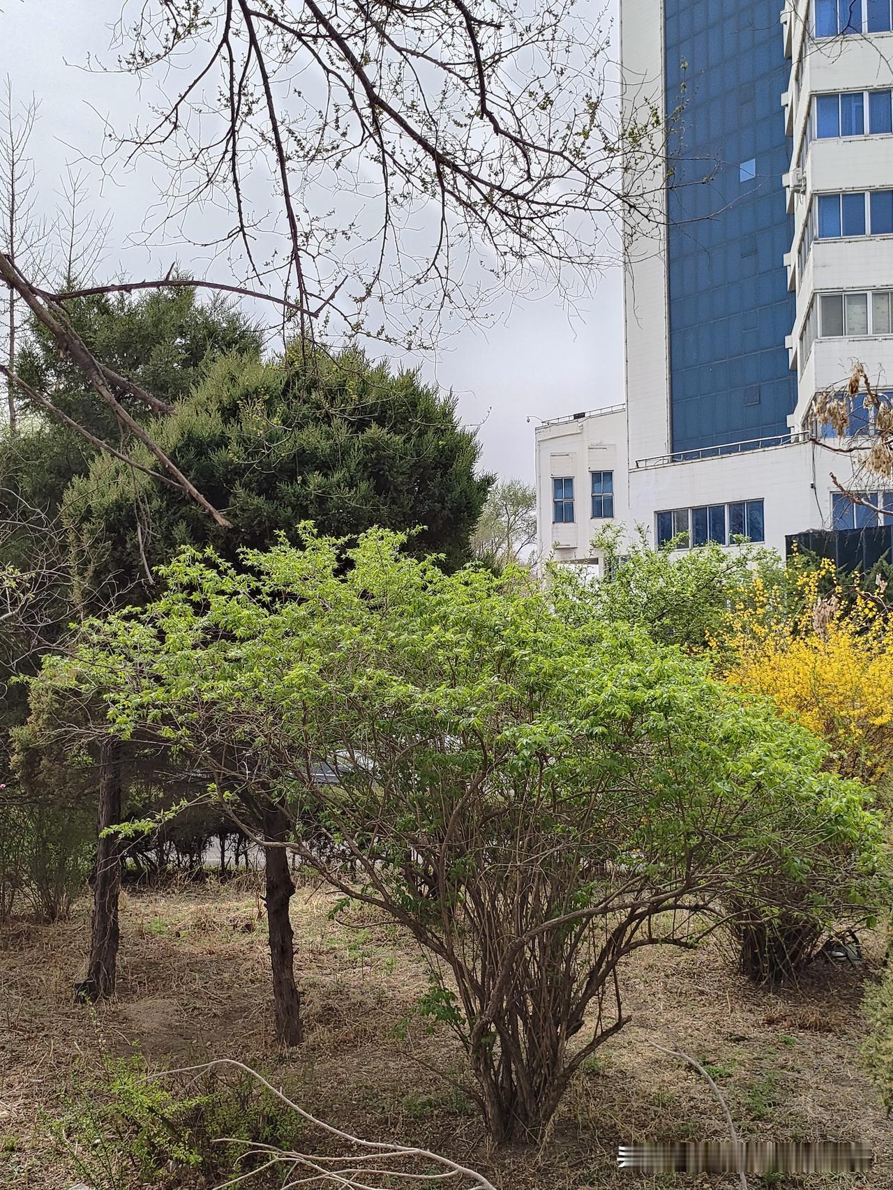 城市绿洲，静谧一隅，感受自然的宁静与美好。城市空中绿洲