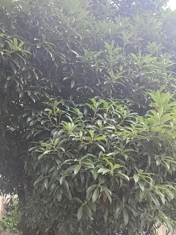 昆明的桂花确实有提前开放的情况。一般来说，正常的桂花开花时间是8月中下旬，但20