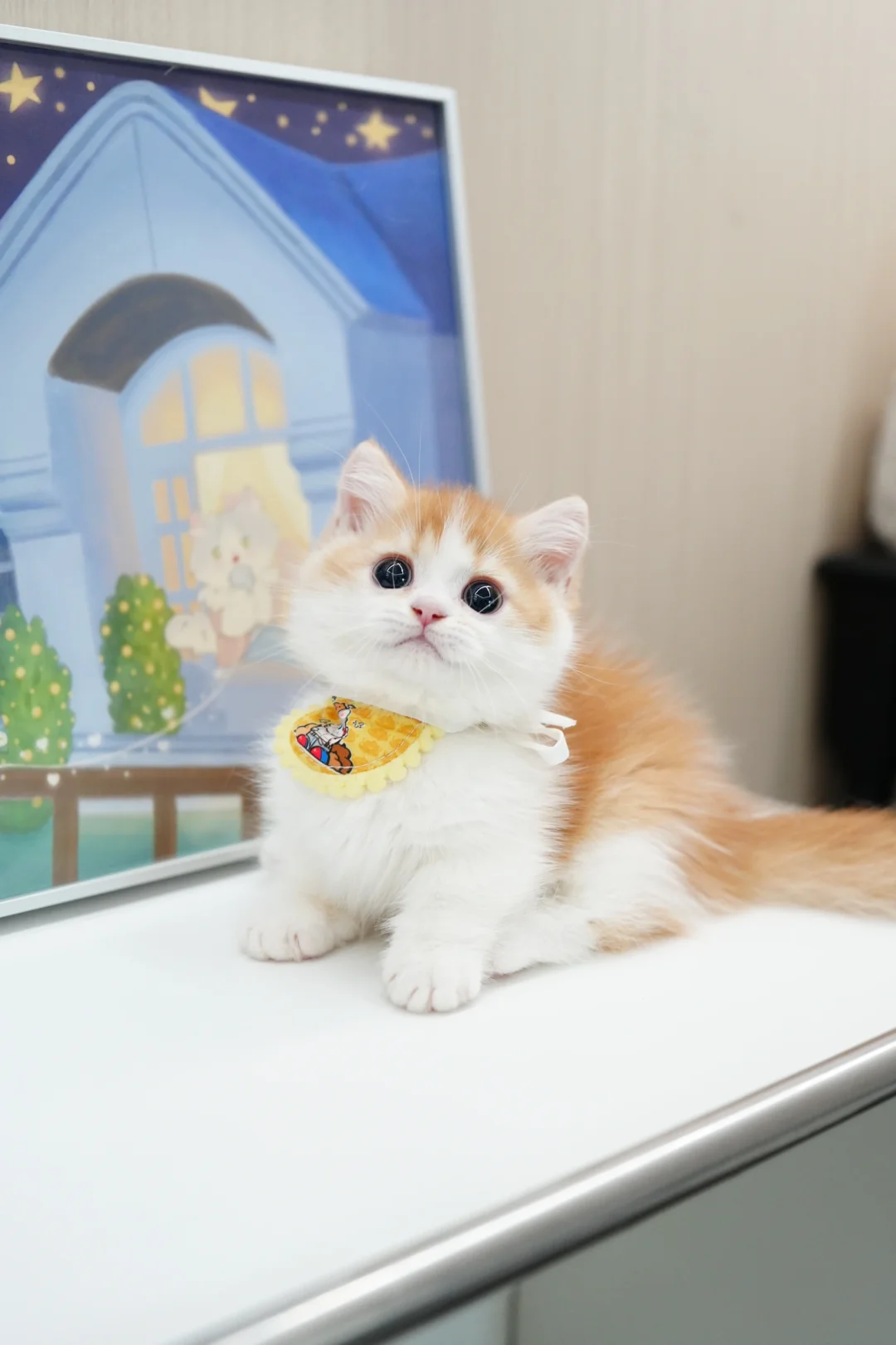 橘子奶糖味的小猫咪