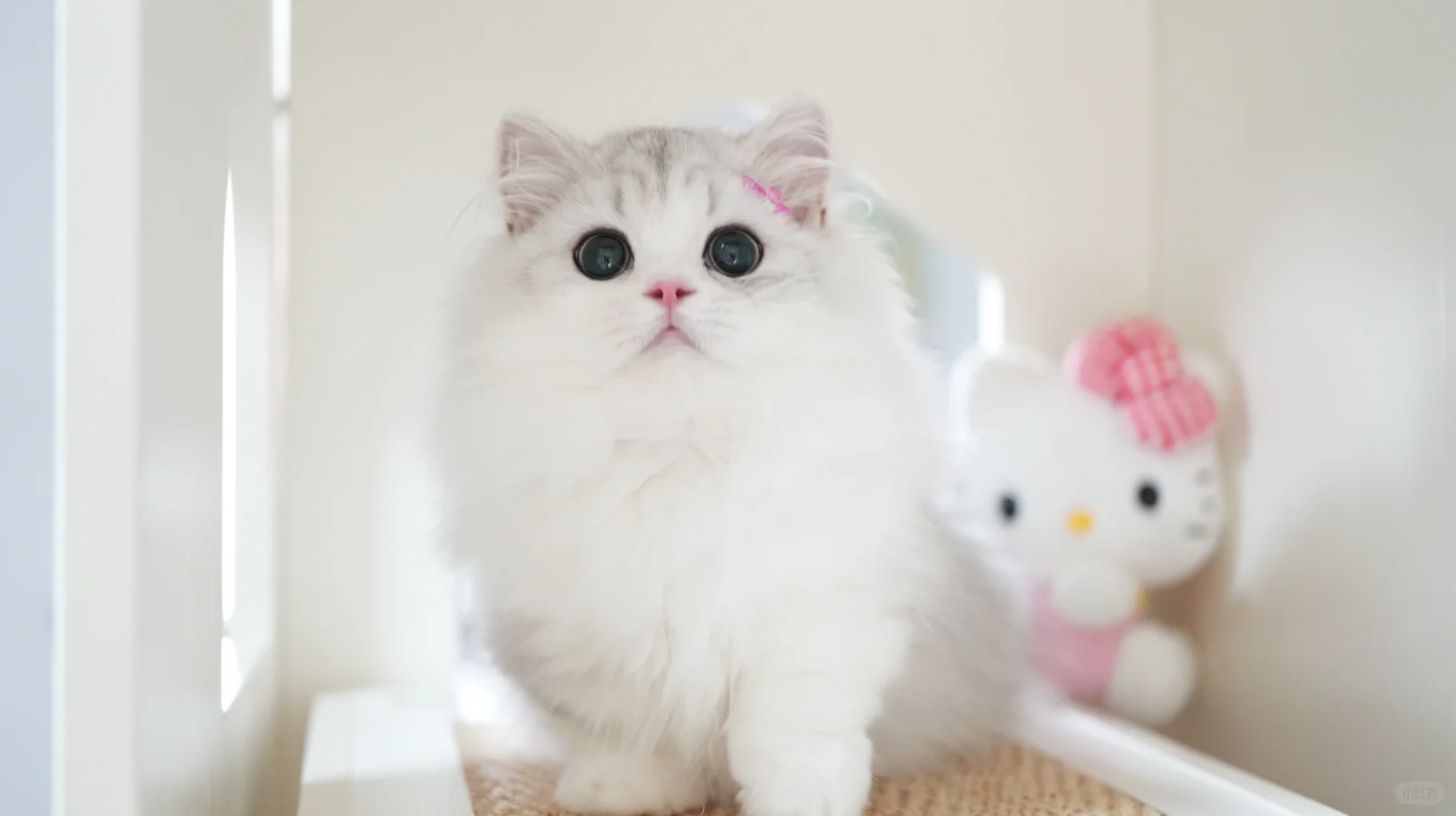 你比kitty还kitty 银白米努特矮脚猫