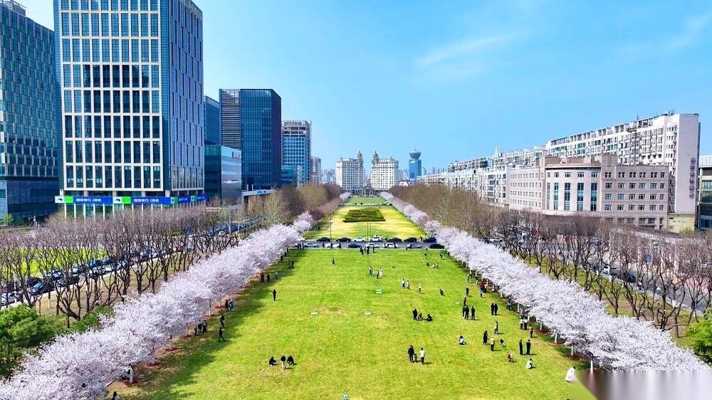 泰达那条樱花大道，最近彻底不让人睡觉了。
手机里刷到的图，每一张都是粉白花海，干