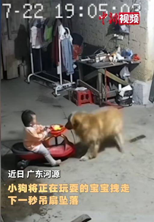 太有灵性了！7月24日报道，广东河源，一个小宝宝骑着扭扭车正在和家里的大金毛玩耍