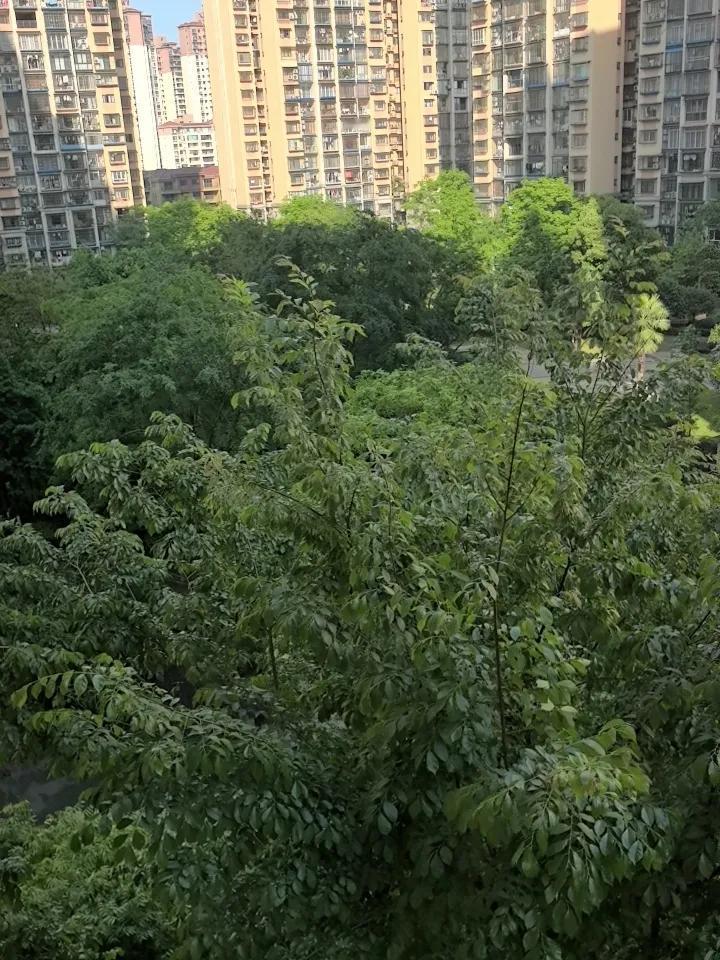 曾经幻想有一片绿树
清晨鸟声唤醒
小区。把我从梦里抽出来
看风整理树叶
阅读。不