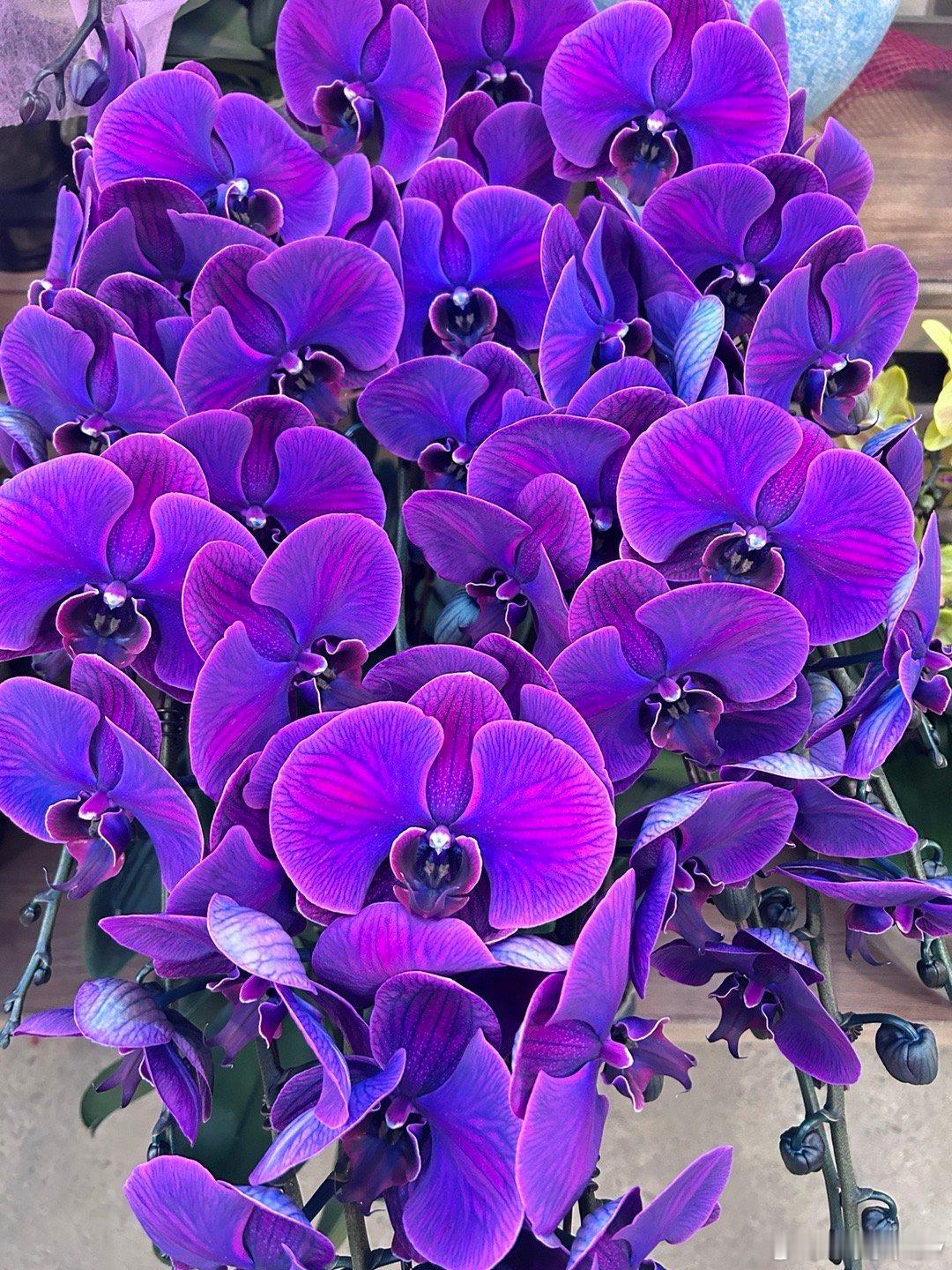 再见2025启程20262026年的第一天，一家人揣着满心欢喜逛了花卉市场。满目