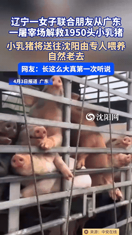 建议全网封杀!真的越看越生气，最近辽宁女子林澈千里救猪这件事，根本不是善良，就是