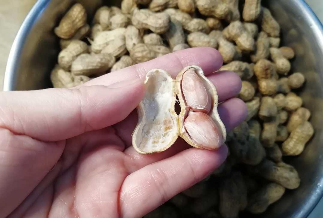 为什么糖尿病患者可以适量食用花生？因为它们富含这些营养成分

“在我年轻时，我从