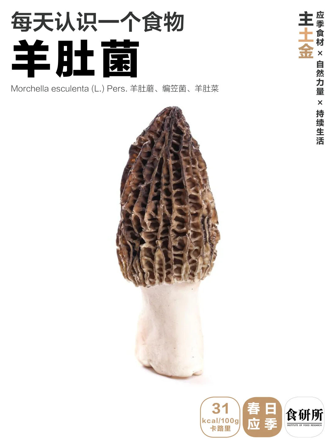 春的山珍 | 羊肚菌