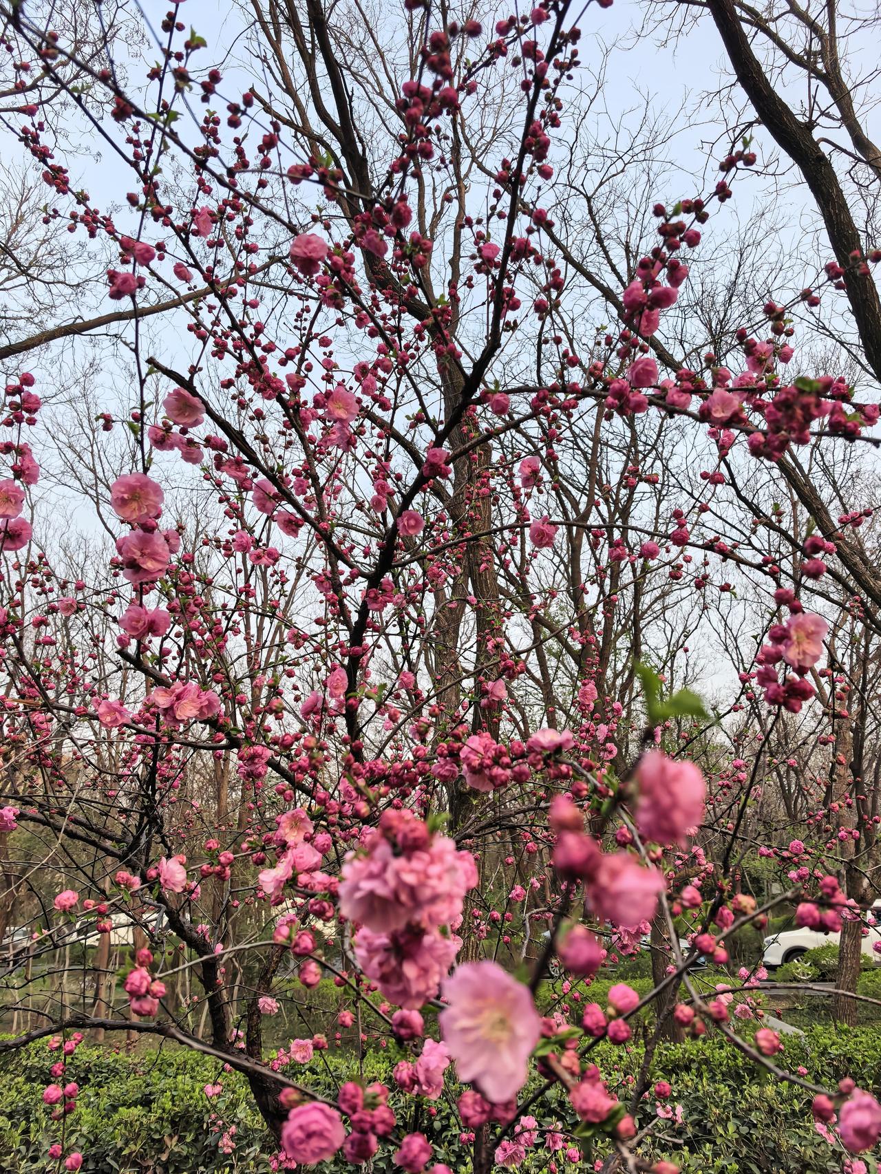 晒出你的本地生活春天来了，花红柳绿，春意盎然，多到户外走一走，身心愉快。