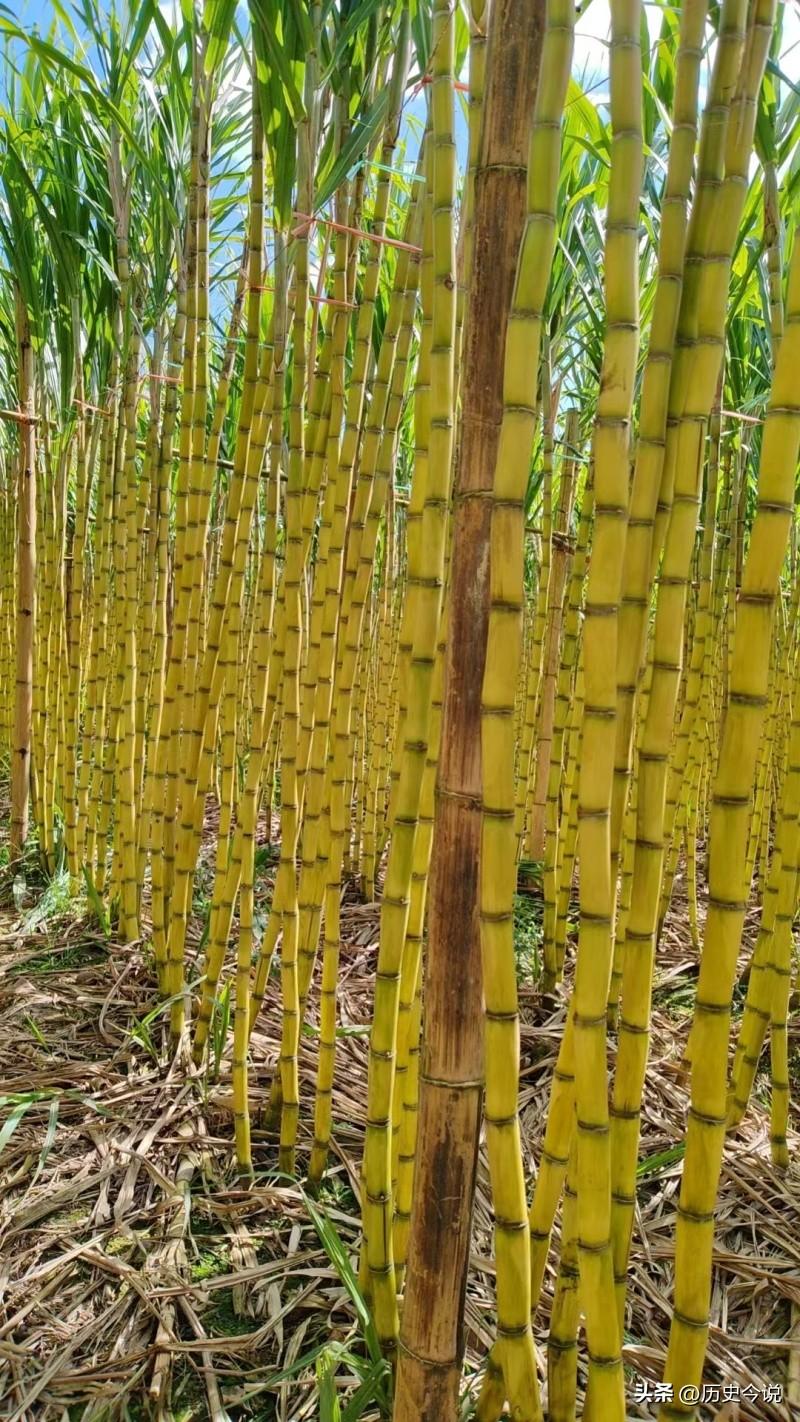 广西甘蔗：不赚快钱却守万家生计，中国糖罐的坚守之道
 
编辑：纱娜
作者：纱娜