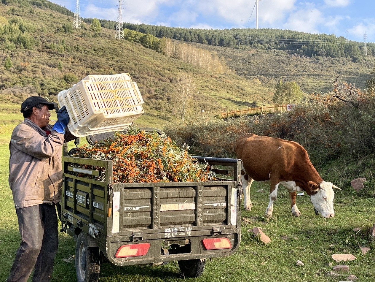 北漂返乡、日销千单：吕梁沙棘产业借拼多多实现人才与销量双回流