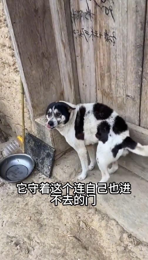 老屋门前十年守候！中华田园犬苦等离世主人，看完瞬间破防
 
谁能想到，一只普通土