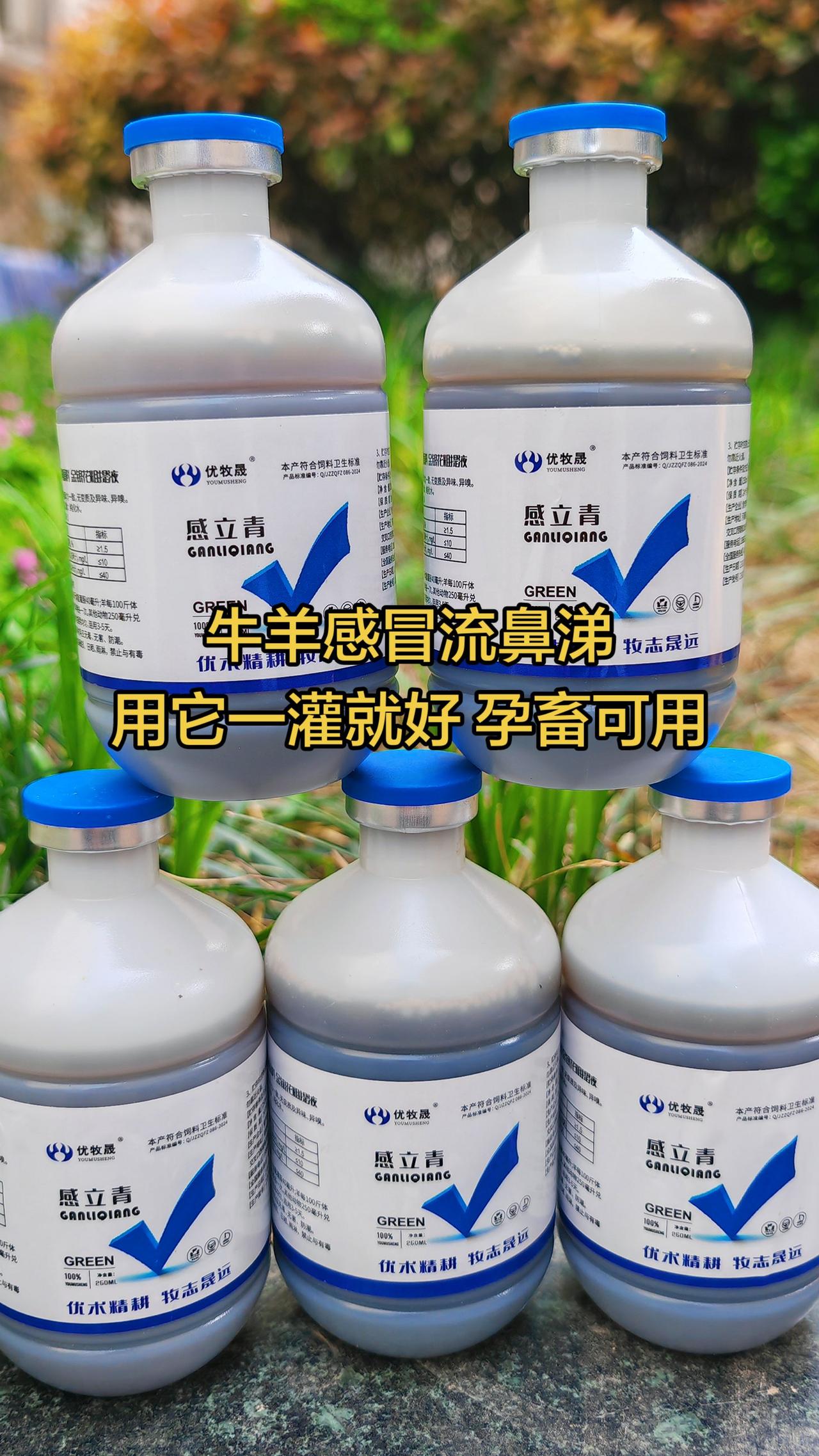 养羊人 农村养羊 牛羊养殖